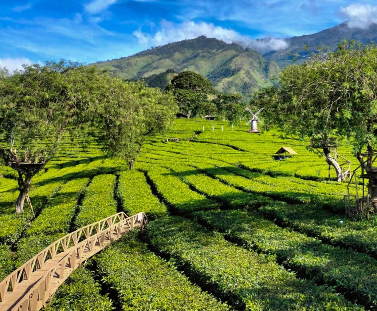 Image Wisata Agro Wonosari 7